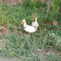 اردک