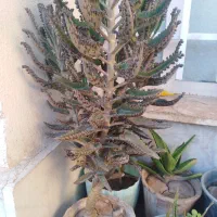 تغداد گل اپارتمانی