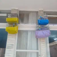 سهره|پرنده|اصفهان, عمان سامانی|دیوار