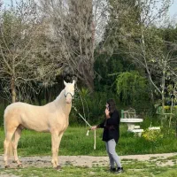 آموزش سوارکاری حرفه ای از مبتدی تا پیشرفته