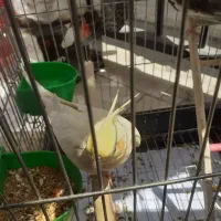 جفت عروس هلندی ماده نر