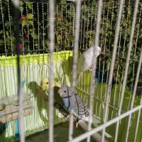 مرغ عشق رنگ خاص