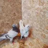 کفتر