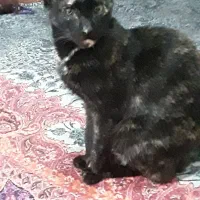 واگذاری گربه باردار ب مرغداری