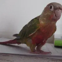 جوجه طوطی گرینچیک