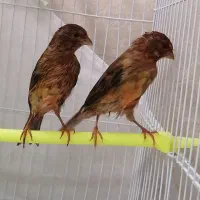 قناری های جوانه گلسرخی امسالی تکی، کلی