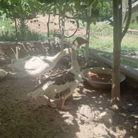 غاز سرحال