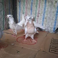 کبوترطوقی مغلف
