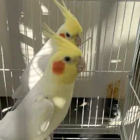 عروس هلندی زیبا و سالم