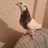 تعدادی‌‌کبوتر
