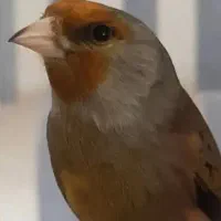 سهره قناری دستی
