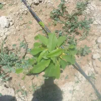 لوله ۱۶ ابیاری قطره ای