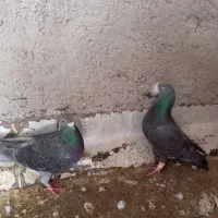 کفتر|پرنده|بیرجند, |دیوار