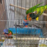 جفت لوری مولد روی جوجه