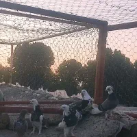 کبوتر
