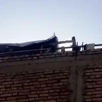 کبوتر|پرنده|شوشتر, |دیوار