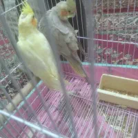 عروس هلندی