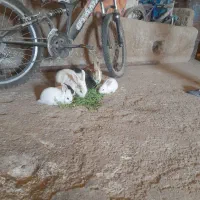 بچه خرگوش بازی گوش چشم ابی