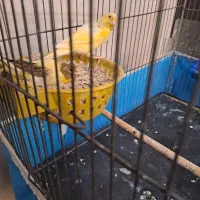 قناری نرو ماده