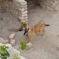 توله افغان ۶ ماهه