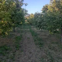 باغ میوه قلعه