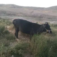گوساله