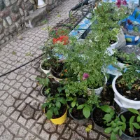 تجربه بازدید از یک آلاچیق متفاوت بهار ی و پاییزی