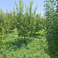 فروش باغ روستای وانلوجق آتامان ارلان کشکسرای