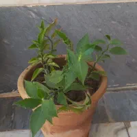 گل های طبیعی