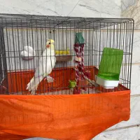 عروس هلندی سخن گو