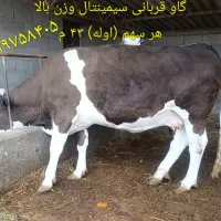 گاو جوان سیمینتال چاق سنگین وزن