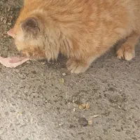 بچه گربه مادرنداردتوخیابان تلف میشود