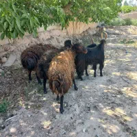 میش شیشک قوچ و بزغاله دوبور
