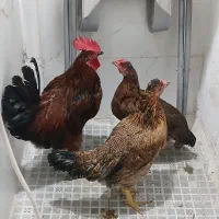 دوعددمرغ ویک خروس محلی اصیل