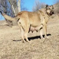 سگ سرابی