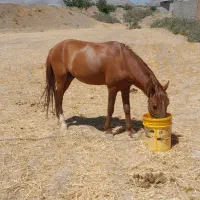 اسب نر