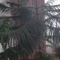 کاج مطبق|گل و گیاه طبیعی|نهاوند, |دیوار