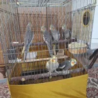 عروس هلندی