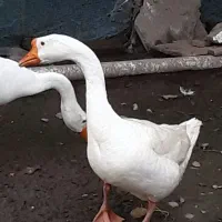 قوغاز نر نژاد اصیل اکراینی