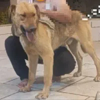 سگ دوبرمن نر (تایسون)