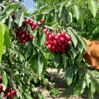 نیاز مند به چند نیرو خانوم برای کار کشاورزی