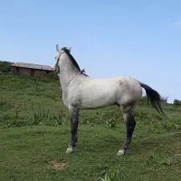 اسب|اسب و تجهیزات اسب‌سواری|چابکسر, |دیوار