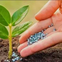 کود آلی ،ذرت علوفه‌ای ،کاه چ،گندم