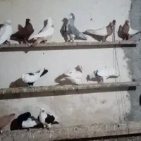 کبوتر