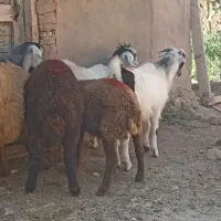 بره سه تادوتانر ویکی ماده وسه عدد بزغاله نر