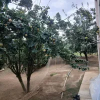 فروش به محلی