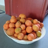 نارنج تازه