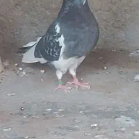 کفتر شازده تیکه پاره نر