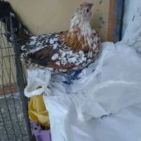 مرغ گلین  و خروس گلین طوسی