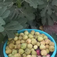 انجیر تازه و شیرین و ارگانیک